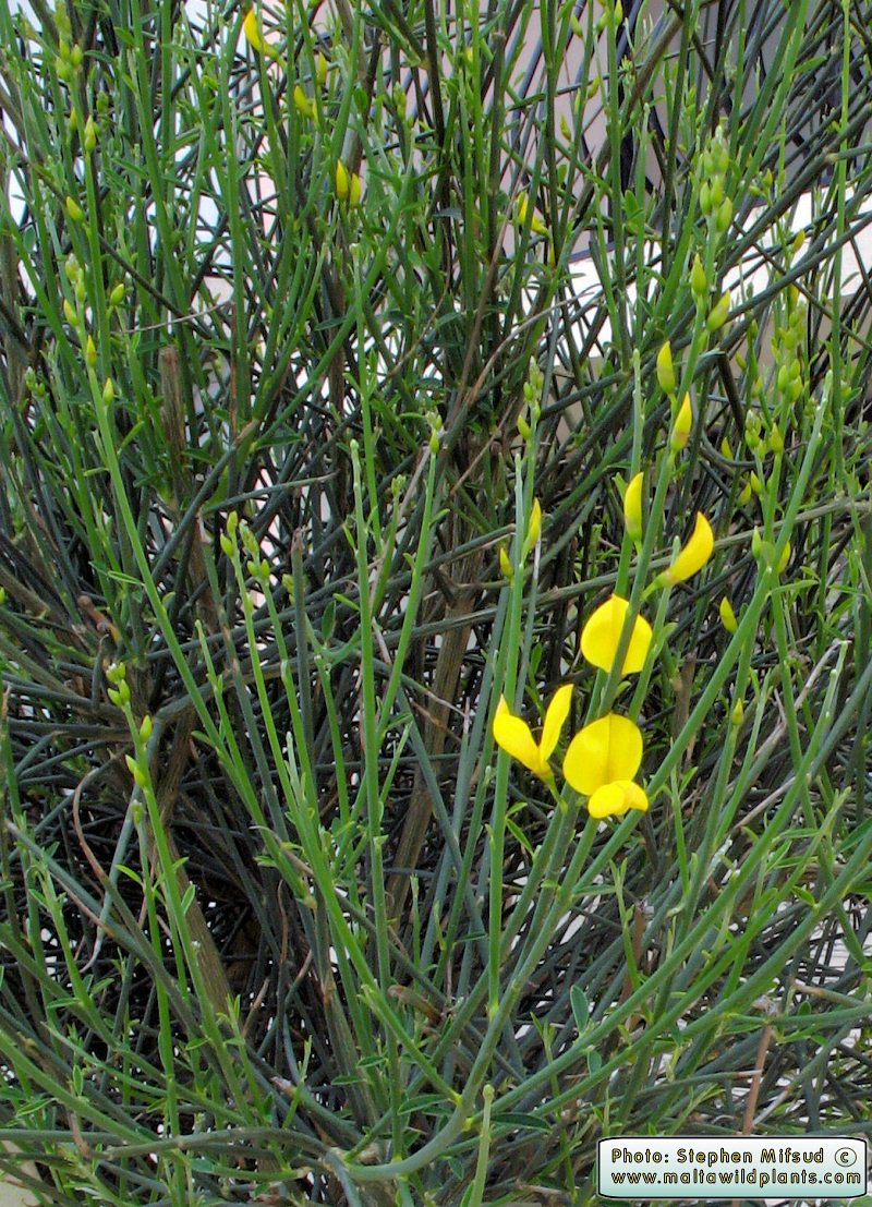 معرفی و راهنمای پرورش گیاهان زینتی فضای باز - طاووسی